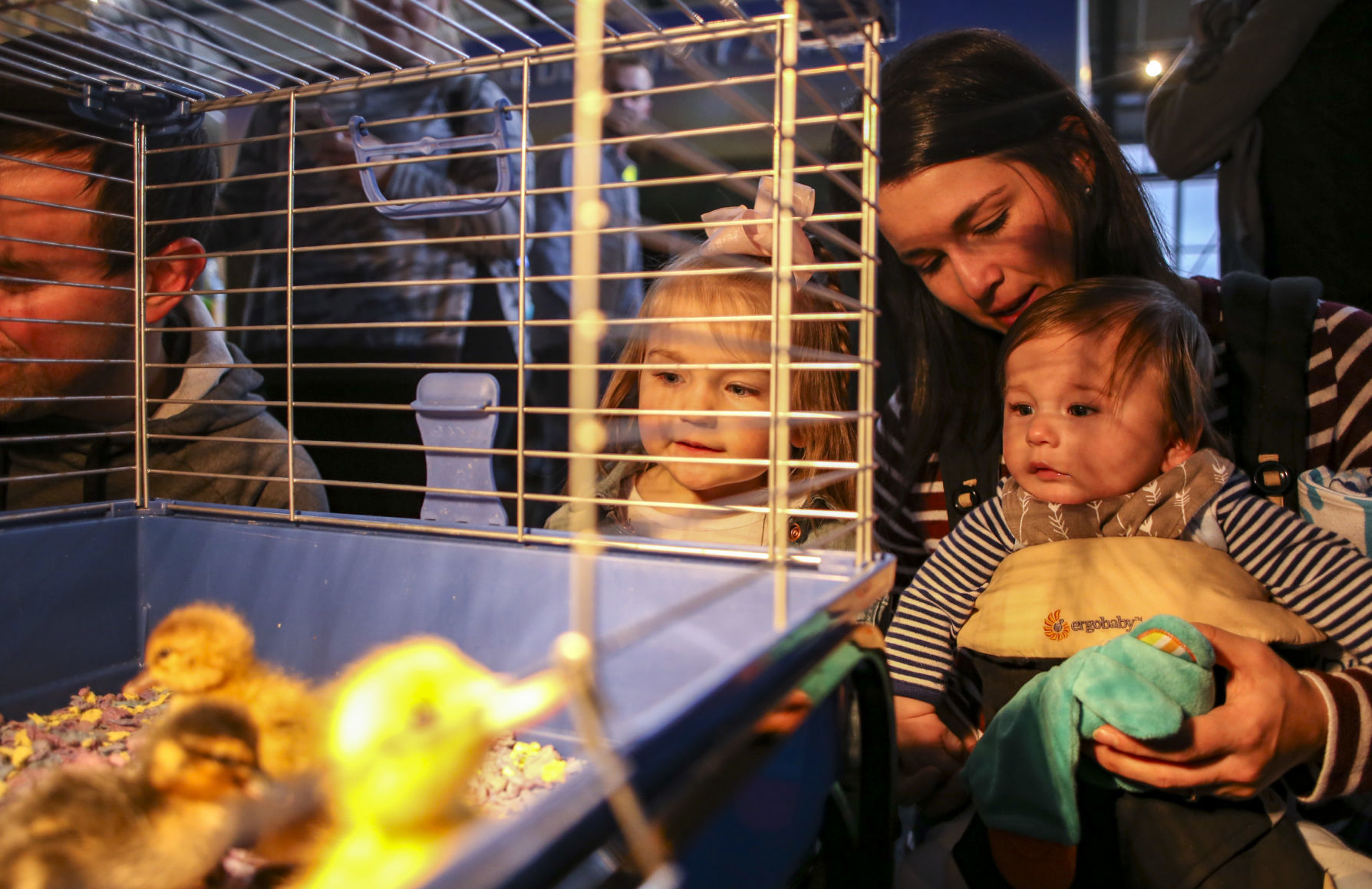 041419-mda-nws-ducks-012
